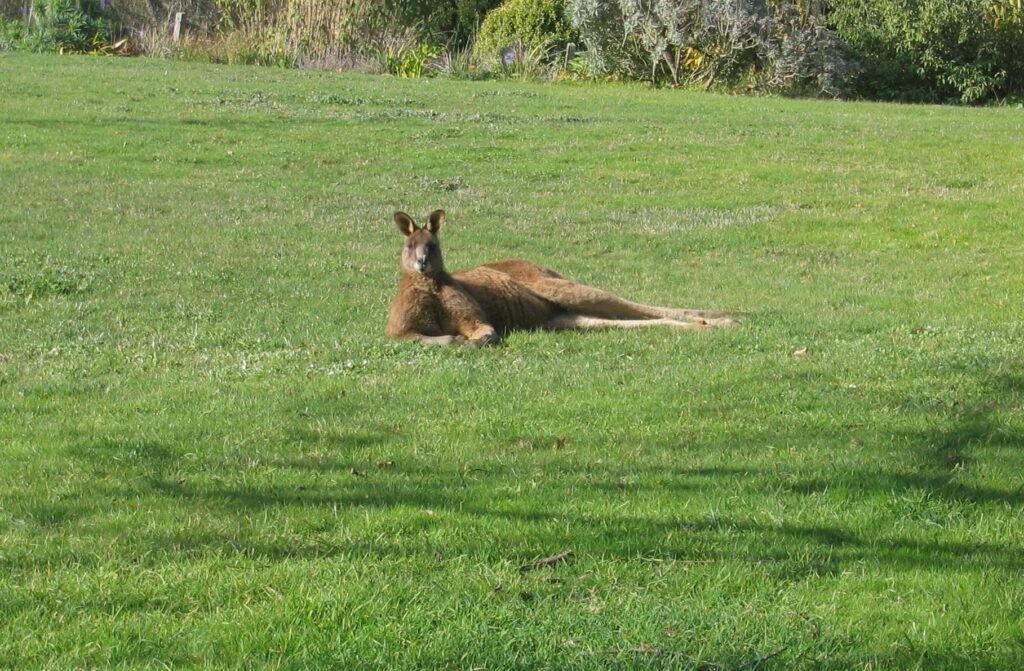 Kangaroos on Mornington Peninsula